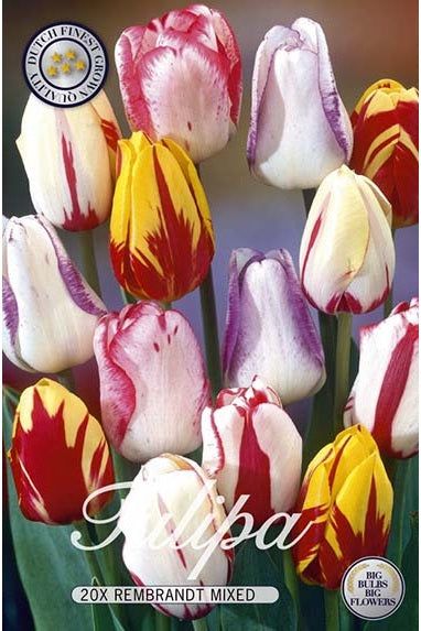 Tulip Rembrandt Mix 20-pakning